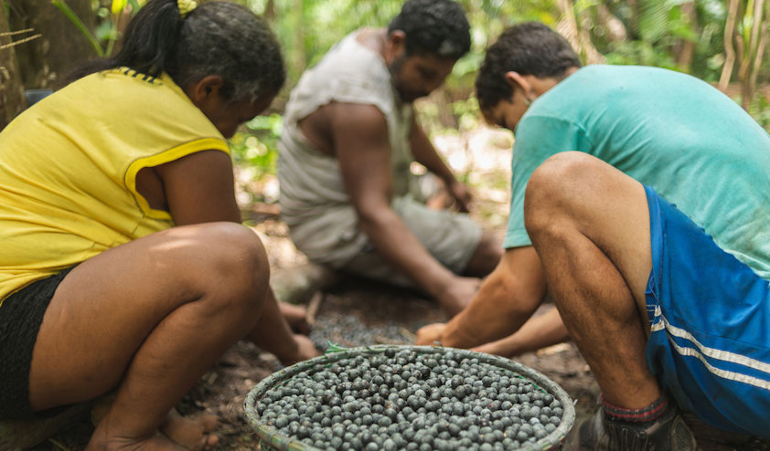 Os paraenses colhem bagas de açaí.